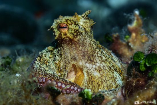 Octopus 2-photo by Janez Kranjc (Large)