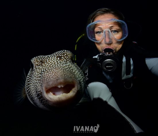 Blowfish, balloonfish, pufferfish, puffers, blowies, toadfish…so which one  is it? • Mares - Scuba Diving Blog