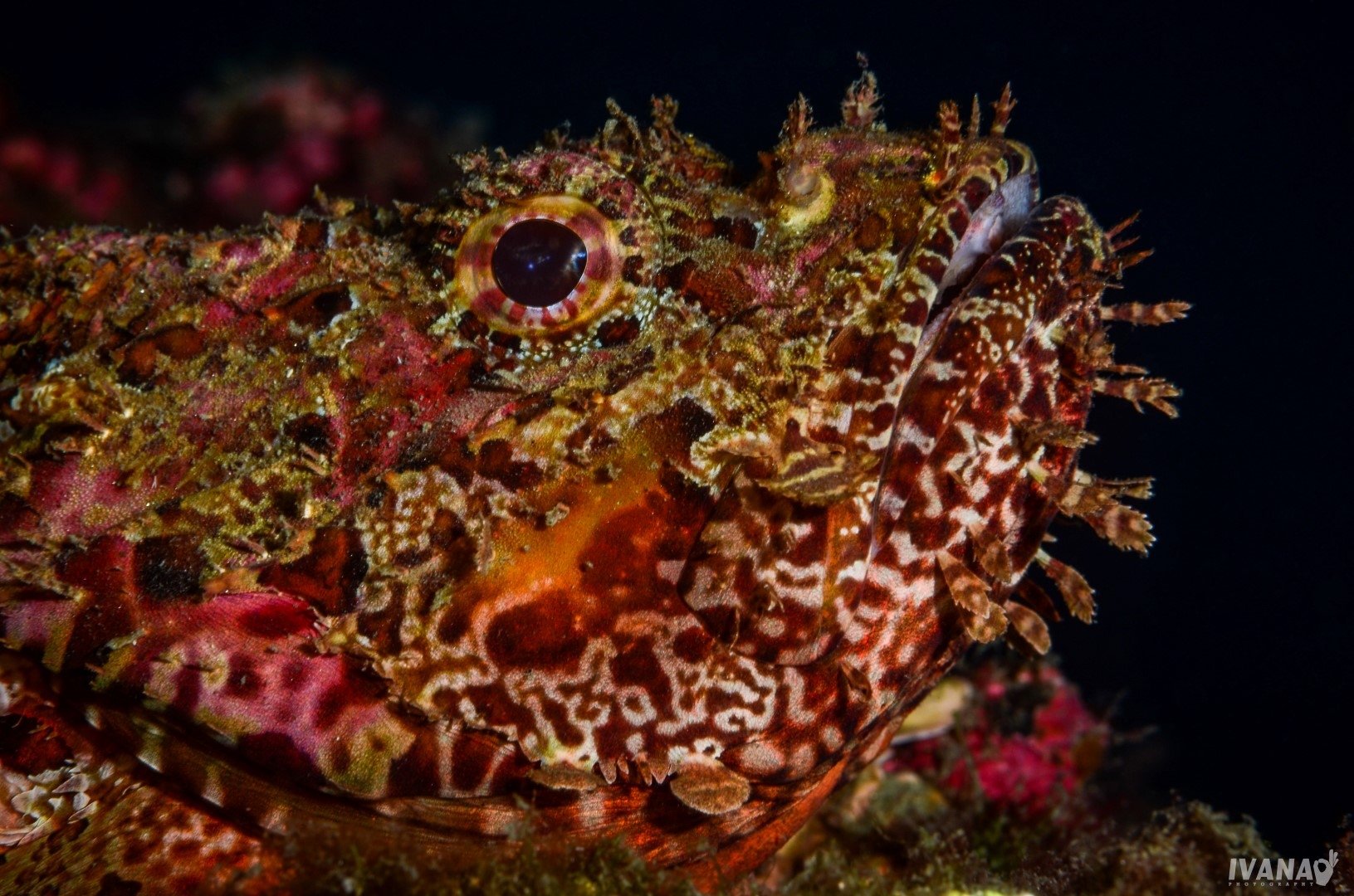 So Which One Is It A Stonefish Or A Scorpionfish Mares Scuba Diving Blog