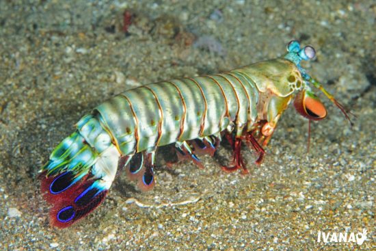 Mantis shrimp