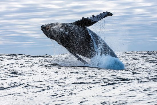 Humpback-Whale-Breaching-003 (Large)