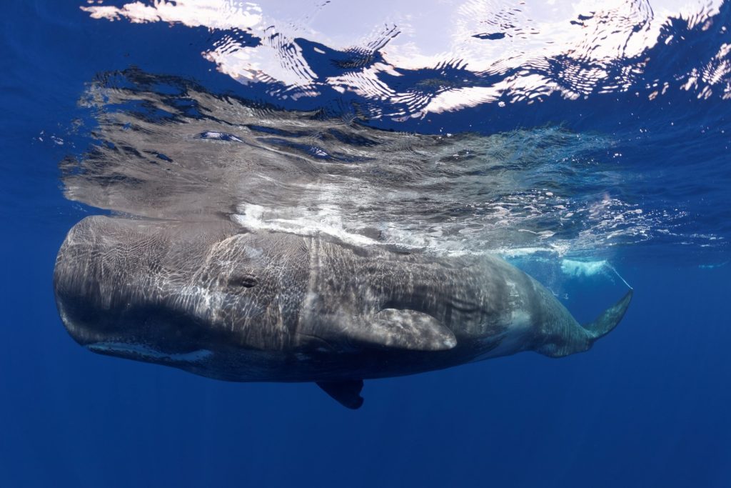 The Azores - In the realm of the whales • Mares - Scuba Diving Blog