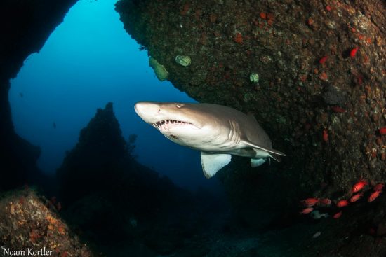 Sand-Tiger-Shark-007 (Large)