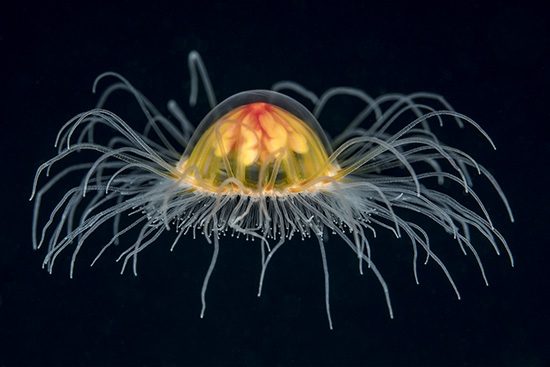 A tiny Benthic Hydromedusa, with a bell size of less than one centimeter,  (Ptychogastria polaris), Tasiilaq, East Greenland