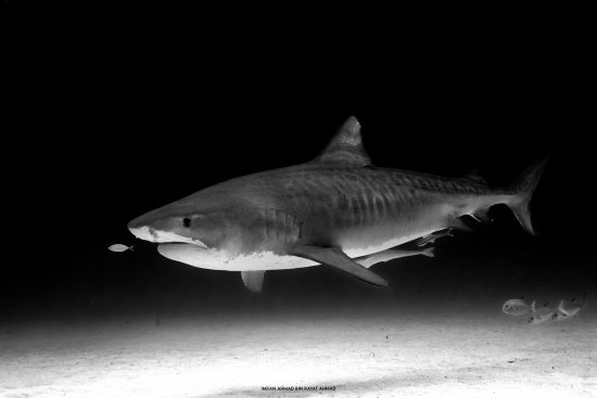 Tiger Sharks • Mares - Scuba Diving Blog