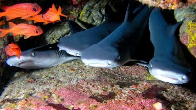 Juvenile White Tip Reef Sharks in Costa Rica
