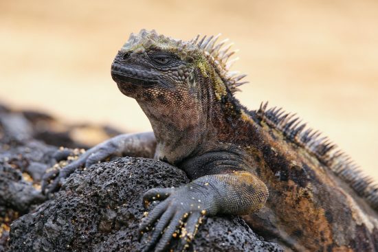 Marine iguana on Santiago Island in Galapagos National Park, Ecuador. Marine iguana is found only on the Galapagos Islands