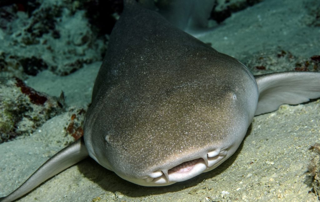 Are Grey Nurse Sharks Dangerous To Humans