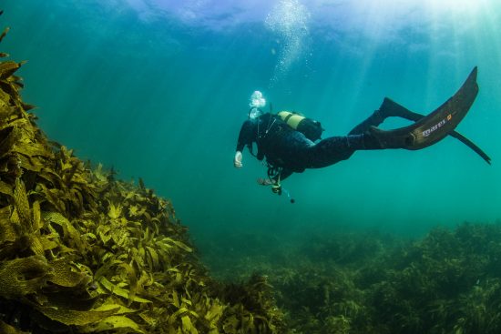 Destination New Zealand: Goat Island, Auckland • Mares - Scuba Diving Blog