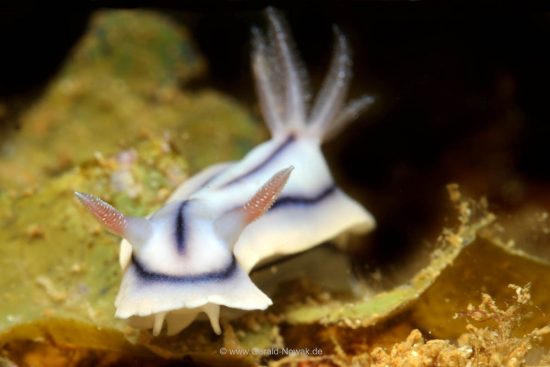 Nudibranch at a colorful coral reef at Fiji