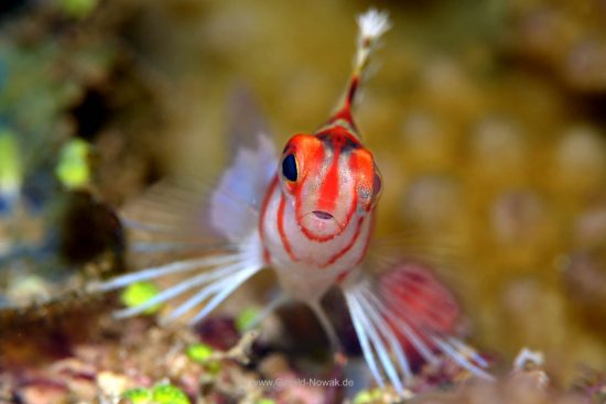 Reef hawk fish - Fiji