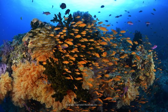 antias at a colorful coral reef at Fiji