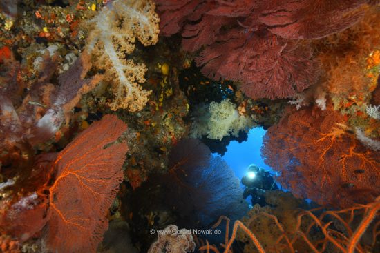 colorful coral reef at Fiji