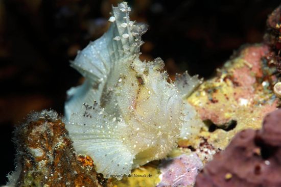 leaf scorpionfish, paperfish; Taenianotus triacanthus, Fiji