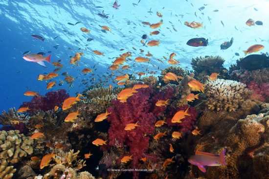 Antias above softcorals at the rainbow reef, Taveuni - Fiji