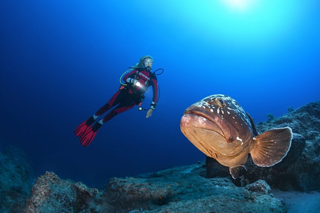 Groupers The Gentle Giants Of The Oceans Mares Scuba Diving Blog