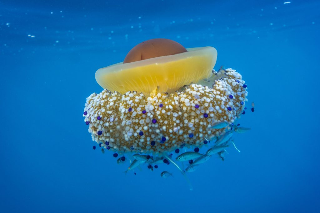 Jellyfish Dance • Mares Scuba Diving Blog