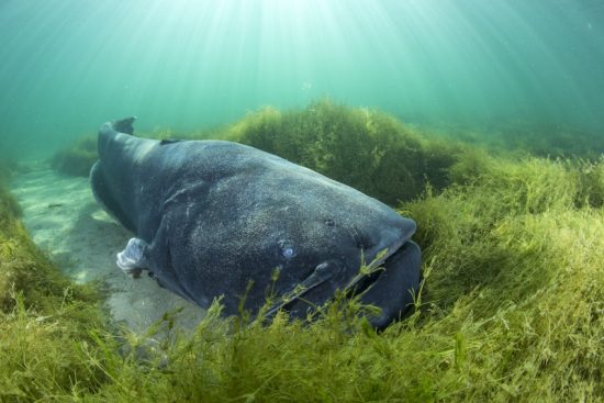 Wels catfish, Silurus glanis, also called sheatfish, is a large catfish native to wide areas of central, southern, and eastern Europe, Neuchâtel lake, Switzerland