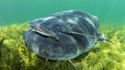 Portrait of Wels catfish, Silurus glanis, also called sheatfish, is a large catfish native to wide areas of central, southern, and eastern Europe, Neuchâtel lake, Switzerland