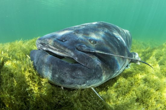Portrait of Wels catfish, Silurus glanis, also called sheatfish, is a large catfish native to wide areas of central, southern, and eastern Europe, Neuchâtel lake, Switzerland