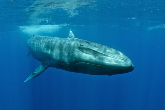 Blue whale (Balaenoptera musculus  brevicauda) is the largest animal ever known to have existed. This may be the pygmy sub-species of blue whale, Balaenoptera musculus. Mirissa, Sri Lanka, Indian Ocean