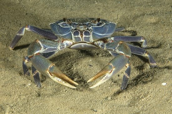Malawi blue crab (Potamonautes lirrangensis), supports the local fishery in Lake Malawi. Malawi Lake is the ninth largest lake in the world, East Africa