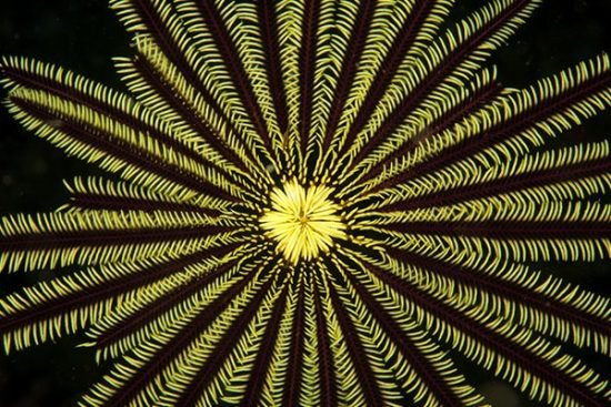 Detail of crinoid or feather star, Lembeh Strait, North Sulawesi, Indonesia, Pacific Ocean