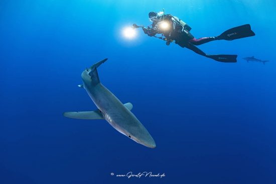 Taucher mit einem Blauhai im Freiwasser der Azoren