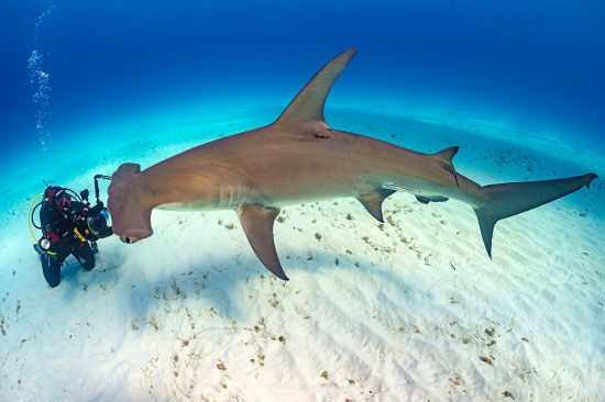 A diver (Predrag Vuckovic) is dwarfed by a large female great hammerhead shark (Sphyrna mokarran). This species can reach over 6m in length. South Bimini, Bahamas. The Bahamas National Shark Sanctuary. Gulf Stream, West Atlantic Ocean.