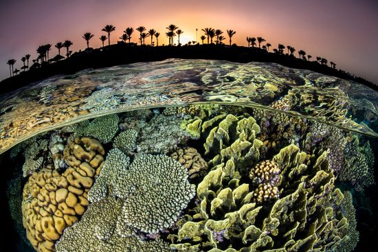 A split level photo of a coral reef with hard corals (Acropora sp., Millepora sp. and Pocillopora sp.) and the shore with palm trees, at sunset. Sharm El Sheikh, Sinai, Egypt. Red Sea