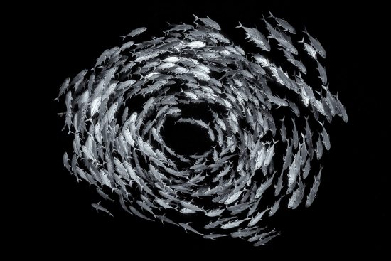 A black and white photo of school of bigeye trevally (bigeye jack: Caranx sexfasciatus) form a circular shoal in open water, on the drop off of a coral reef. Ras Mohammed National Park, Sinai, Egypt. Red Sea