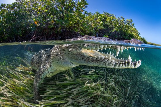 A split level photo of an American crocodile (Crocodylus acutus) beneath red mangrove trees (Rhizophora mangle) above a bed of seagrass (turtlegrass: Thalassia testudinum). Jardines de la Reina, Gardens of the Queen National Park, Cuba. Caribbean Sea.