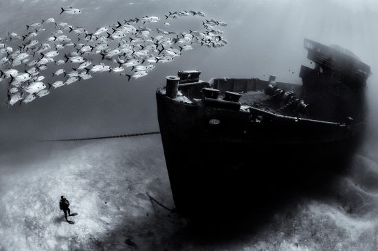 A school of horse-eye jacks (Caranx latus) swim over the bow of the USS Kittiwake wreck, while diver (Colin Bristow) looks on. Seven Mile Beach, Grand Cayman, Cayman Islands, British West Indies. Caribbean Sea.