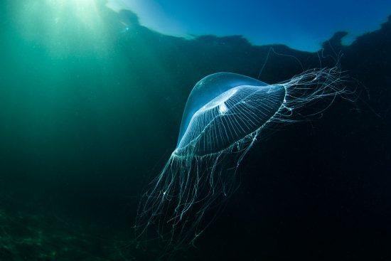 A crystal jellyfish (Aequorea sp.) in shallow water with sunburst. Talland Bay, Looe, Cornwall, England, United Kingdom. British Isles. English Channel, North East Atlantic Ocean.