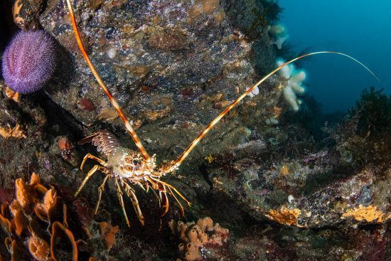 A spiny lobster (crayfish: crawfish: Palinurus elephas) shelters beneath an overhang, on a submerged reef. Falmouth, Cornwall, England, United Kingdom. English Channel, North East Atlantic Ocean.