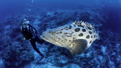 scuba diver and potato cod grouper, Epinephelus tukula, Aldabra Atoll, Natural World Heritage Site, Seychelles, Indian Ocean