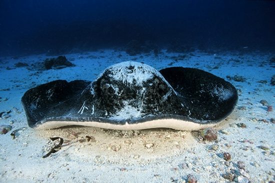 marbled ray, Blotched fantail ray, Taeniura meyeni, Aldabra Atoll, Natural World Heritage Site, Seychelles, Indian Ocean