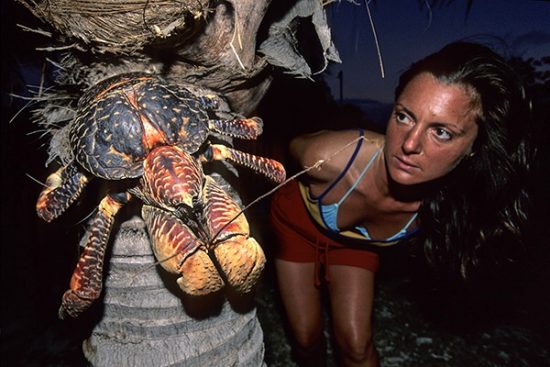 female looking coconut crab on a palm, Birgus latro,  Aldabra Atoll, Natural World Heritage Site, Seychelles, Indian Ocean