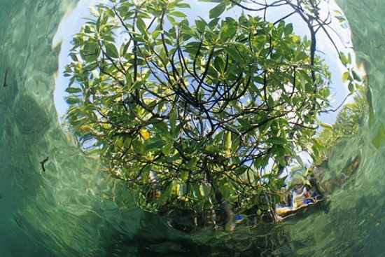mangrove trees seen from underwater inside the lagoon, Aldabra Atoll, Natural World Heritage Site, Seychelles, Indian Ocean