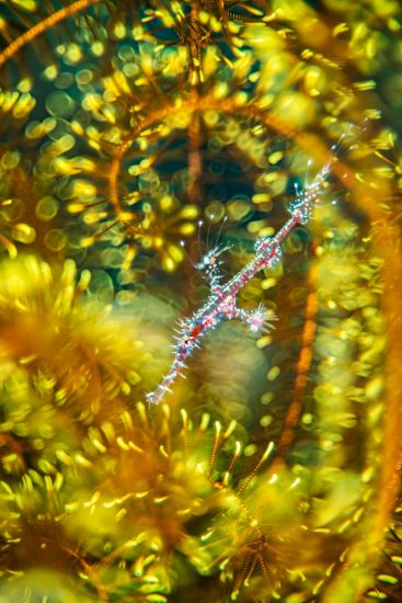 A young ornate ghost pipefish (Solenostomus paradoxus) hides within a crinoid. Dauin, Dauin Marine Protected Area, Dumaguete, Negros, Philippines. Bohol Sea, tropical west Pacific Ocean.