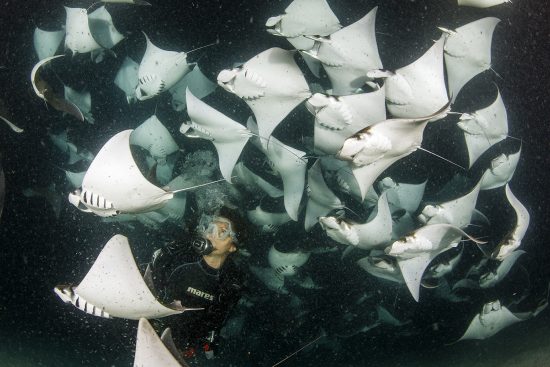 Scuba diver and school of Munk's devil ray, pygmy devil ray, (Mobula munkiana), feeding on plankton at night, Espiritu Santo Island, Sea of Cortez, Baja California, Mexico, East Pacific Ocean