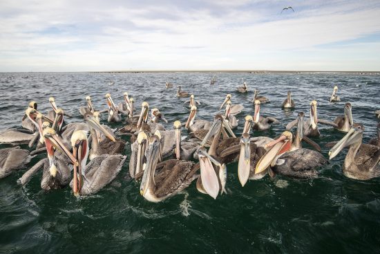 Group of Brown pelican (Pelecanus occidentalis), on the water surface, Eastern Pacific Ocean, Bahia Magdalena, Baja California, Mexico