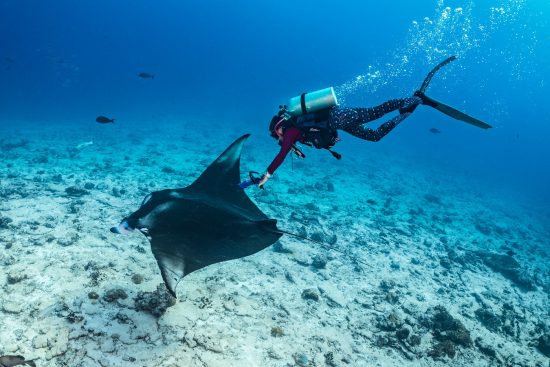 A marine biologist (Nicole Pelletier, Manta Trust project manager at Six Senses Laamu) uses an underwater ultrasound (Duo-Scan:Go Oceanic’ ultrasound scanner, developed by IMV-imaging and Vetsonic Ltd) to scan a female manta ray (reef manta: Mobula alfredi) over a coral reef. Laamu Atoll, Maldives. Indian Ocean