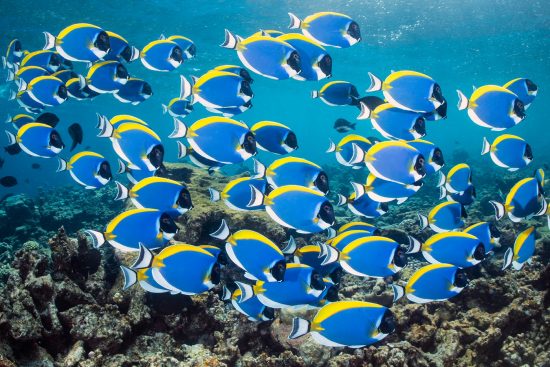 A school of powderblue surgeonfish (Acanthurus leucosternon) rovering over a coral reef using numbers to invade the territories of the dominant herbivores. Laamu Atoll, Maldives. Indian Ocean.