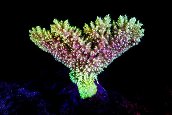A fluorescent coral (Acropora sp.) photographed at night on a coral reef with blue light. Laamu Atoll, Maldives. Indian Ocean.