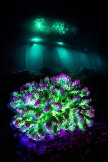 A fluorescent coral (Pocillopora sp.) photographed at night on a coral reef with blue light, with the lights from a resort jetty behing. Laamu Atoll, Maldives. Indian Ocean.