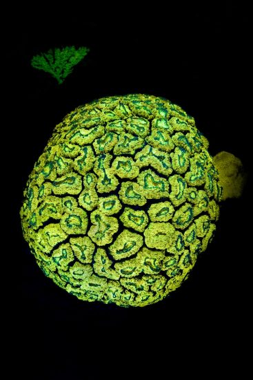 A fluorescent coral (Lobophyllia hemprichii) photographed at night on a coral reef with blue light. Laamu Atoll, Maldives. Indian Ocean.