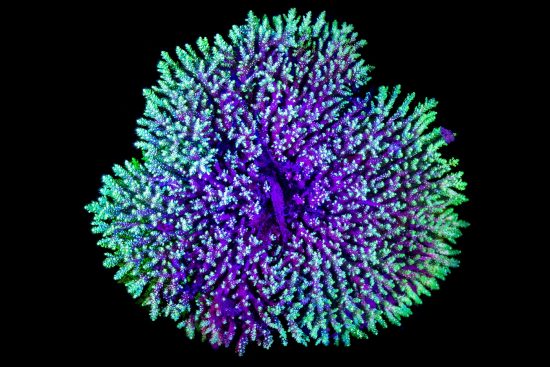 A fluorescent table coral (Acropora sp.) photographed at night on a coral reef with blue light. Laamu Atoll, Maldives. Indian Ocean.