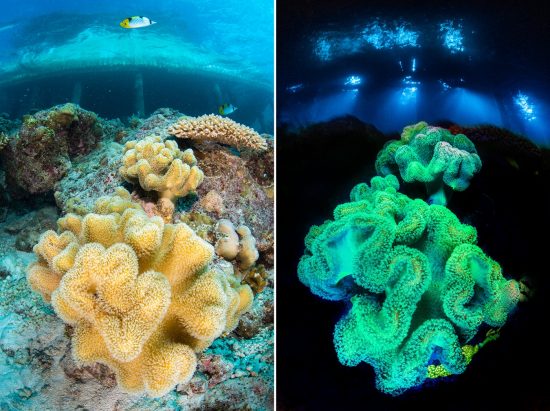 Daytime and nightimte photos showing leather corals (Sarcophyton sp.) fluoresce at night under blue light on a coral reef, beneath a resort. Laamu Atoll, Maldives. Indian Ocean.Laamu Atoll, Maldives. Indian Ocean.
