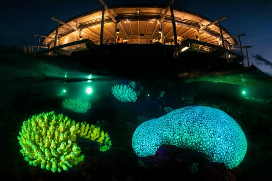 Fluorescence hard corals (Acropora sp. and Favia sp.) on a coral reef at night, photographed with resort as an in-camera double exposure (taken at same location on same dive). Laamu Atoll, Maldives. Indian Ocean.